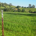 hay field