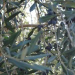 Photo by Sofia 2011 Olive tree at Soul Food Farm, Solano County, CA