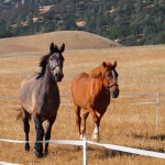 Horses on the Farm