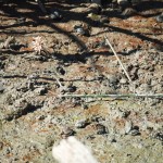 Bull Frogs in the Northern Pond