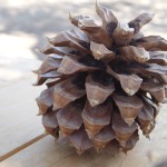 The Gray Pine Cone