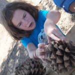 Molly extracting the nuts from the cone